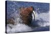 Pacific Walrus in Surf-W. Perry Conway-Stretched Canvas