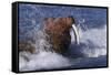 Pacific Walrus in Surf-W. Perry Conway-Framed Stretched Canvas
