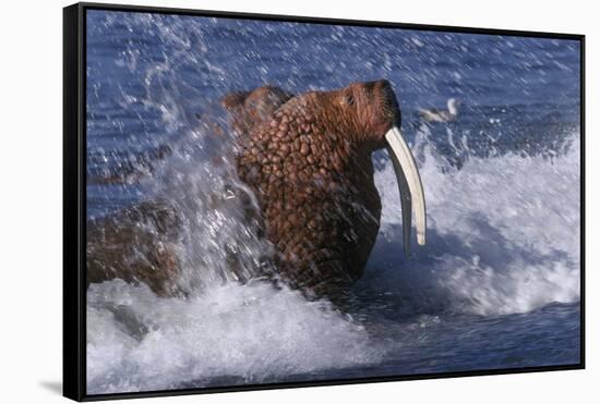 Pacific Walrus in Surf-W. Perry Conway-Framed Stretched Canvas