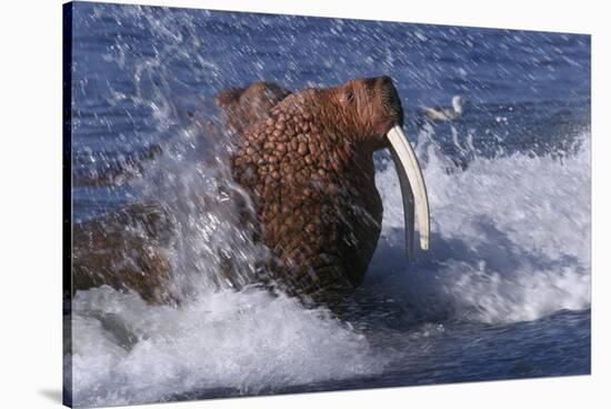 Pacific Walrus in Surf-W. Perry Conway-Stretched Canvas