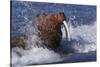 Pacific Walrus in Surf-W. Perry Conway-Stretched Canvas