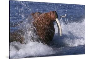 Pacific Walrus in Surf-W. Perry Conway-Stretched Canvas