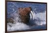 Pacific Walrus in Surf-W. Perry Conway-Framed Photographic Print