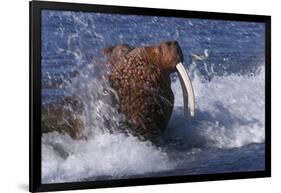 Pacific Walrus in Surf-W. Perry Conway-Framed Photographic Print
