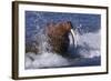 Pacific Walrus in Surf-W. Perry Conway-Framed Photographic Print