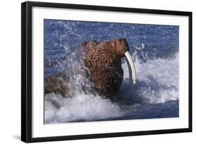 Pacific Walrus in Surf-W. Perry Conway-Framed Photographic Print