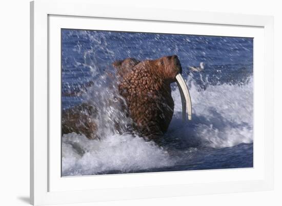 Pacific Walrus in Surf-W. Perry Conway-Framed Photographic Print