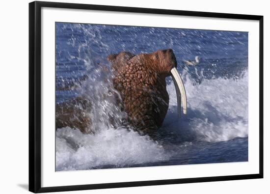 Pacific Walrus in Surf-W. Perry Conway-Framed Photographic Print