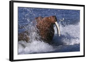 Pacific Walrus in Surf-W. Perry Conway-Framed Photographic Print