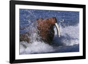 Pacific Walrus in Surf-W. Perry Conway-Framed Photographic Print