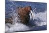 Pacific Walrus in Surf-W. Perry Conway-Mounted Photographic Print
