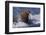 Pacific Walrus in Surf-W. Perry Conway-Framed Photographic Print