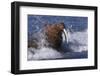 Pacific Walrus in Surf-W. Perry Conway-Framed Photographic Print