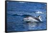 Pacific White-Sided Dolphin, BC, Canada-Paul Souders-Framed Stretched Canvas