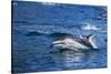 Pacific White-Sided Dolphin, BC, Canada-Paul Souders-Stretched Canvas