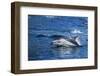 Pacific White-Sided Dolphin, BC, Canada-Paul Souders-Framed Photographic Print