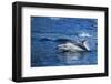 Pacific White-Sided Dolphin, BC, Canada-Paul Souders-Framed Photographic Print