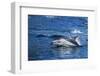 Pacific White-Sided Dolphin, BC, Canada-Paul Souders-Framed Photographic Print