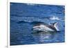 Pacific White-Sided Dolphin, BC, Canada-Paul Souders-Framed Photographic Print