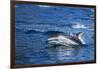 Pacific White-Sided Dolphin, BC, Canada-Paul Souders-Framed Photographic Print