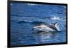 Pacific White-Sided Dolphin, BC, Canada-Paul Souders-Framed Photographic Print