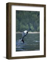 Pacific White-Sided Dolphin, BC, Canada-Paul Souders-Framed Photographic Print