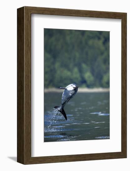 Pacific White-Sided Dolphin, BC, Canada-Paul Souders-Framed Photographic Print