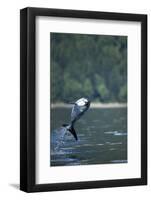 Pacific White-Sided Dolphin, BC, Canada-Paul Souders-Framed Photographic Print