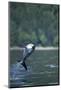Pacific White-Sided Dolphin, BC, Canada-Paul Souders-Mounted Photographic Print