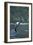 Pacific White-Sided Dolphin, BC, Canada-Paul Souders-Framed Photographic Print