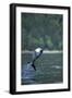 Pacific White-Sided Dolphin, BC, Canada-Paul Souders-Framed Photographic Print