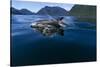 Pacific White-Sided Dolphins, BC, Canada-Paul Souders-Stretched Canvas