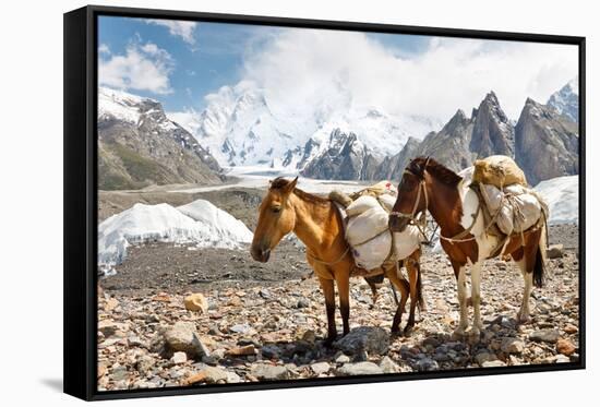Pack Horses in the Karakorum, Pakistan-Patrick Poendl-Framed Stretched Canvas