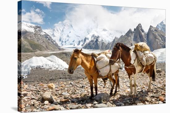 Pack Horses in the Karakorum, Pakistan-Patrick Poendl-Stretched Canvas