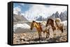 Pack Horses in the Karakorum, Pakistan-Patrick Poendl-Framed Stretched Canvas