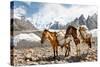 Pack Horses in the Karakorum, Pakistan-Patrick Poendl-Stretched Canvas
