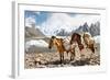 Pack Horses in the Karakorum, Pakistan-Patrick Poendl-Framed Photographic Print