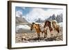 Pack Horses in the Karakorum, Pakistan-Patrick Poendl-Framed Photographic Print