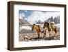 Pack Horses in the Karakorum, Pakistan-Patrick Poendl-Framed Photographic Print