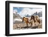 Pack Horses in the Karakorum, Pakistan-Patrick Poendl-Framed Photographic Print