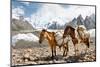 Pack Horses in the Karakorum, Pakistan-Patrick Poendl-Mounted Photographic Print