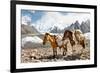Pack Horses in the Karakorum, Pakistan-Patrick Poendl-Framed Photographic Print