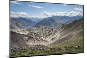 Pack Horses in the Ladakh Region, Himalayas, India, Asia-Alex Treadway-Mounted Photographic Print