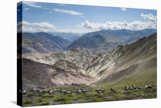 Pack Horses in the Ladakh Region, Himalayas, India, Asia-Alex Treadway-Stretched Canvas