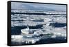 Pack Ice, Spitsbergen, Svalbard, Norway, Scandinavia, Europe-Thorsten Milse-Framed Stretched Canvas