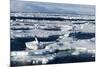 Pack Ice, Spitsbergen, Svalbard, Norway, Scandinavia, Europe-Thorsten Milse-Mounted Photographic Print