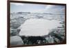 Pack Ice-DLILLC-Framed Photographic Print