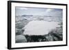 Pack Ice-DLILLC-Framed Photographic Print