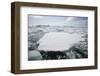 Pack Ice-DLILLC-Framed Photographic Print