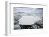 Pack Ice-DLILLC-Framed Photographic Print